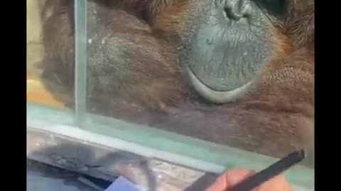 Orangutan Enjoys Art