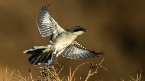 The Great Grey Shrike: Close Up HD Footage (Lanius excubitor)