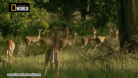 AMAZING LION ATTACKS BUFFALO , DEER ANIMAL ATTACKS VIDEO -THE ANIMAL WORLD 2017