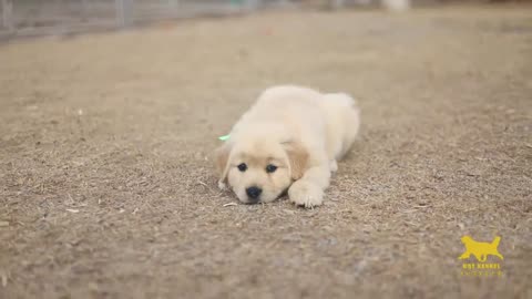 little baby golden retriever cute 🥰 Puppy Video beautiful