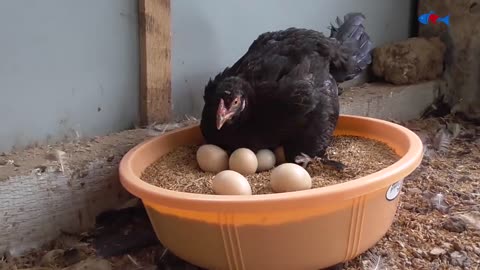 Amazing BORN "MURGI" Hatching Eggs in chaff to Chicks Born - Crazy Hen Harvesting Eggs to chiicks-19