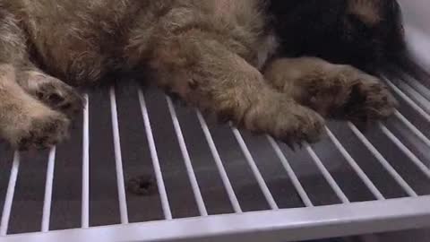 Puppy sleeping inside the refrigerator (follow me)