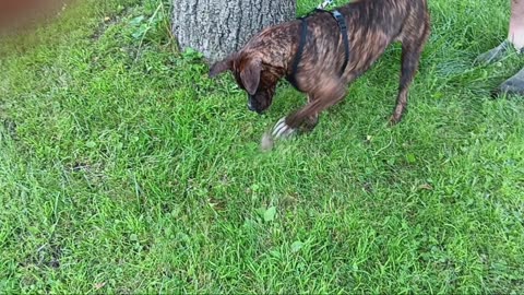 Pit bull vs frog