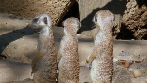 The Tree Meerkats