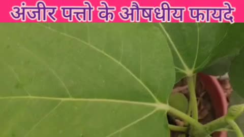 Fig leaf tea benefits !! Fig leaf benefits !! अंजीर पत्तों के खाने के फायदे