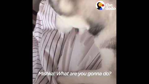 STUBBORN Husky Dog Won't Leave Bed | The Dodo