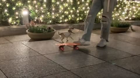 Active Tiny Chihuahua Enjoy Skateboarding on Her Mini Board Outside With Owner