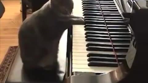 Cat playing a piano