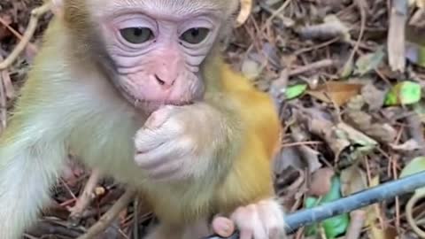 # monkey # Thank you for attention