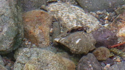 October Caddisfly Larva