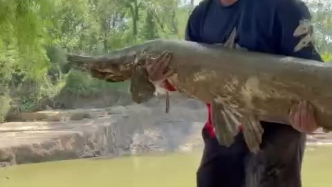 Monster alligator gar!