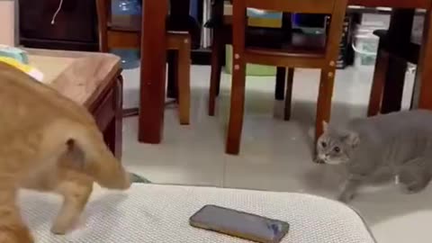 2023 funniest cat video 😂 you laugh so hard you cry