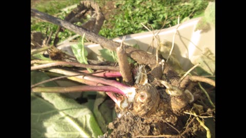 A Flavoring Agent Elecampane Root Oct 2022