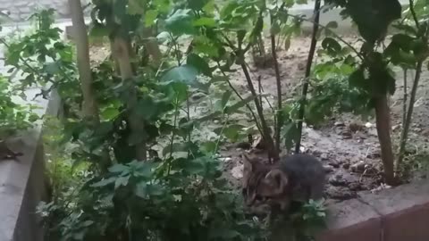 Mom cat talking with to her kittens