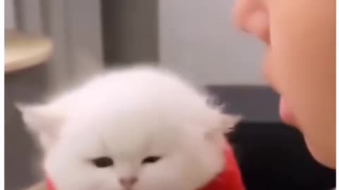 Cutie Cat