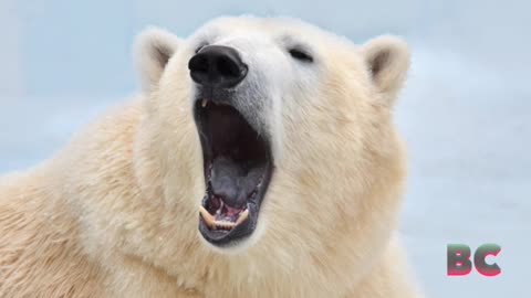 2 polar bears kill worker at remote radar station in Canada in rare attack