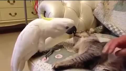 Funny cat funny Kitty 2016