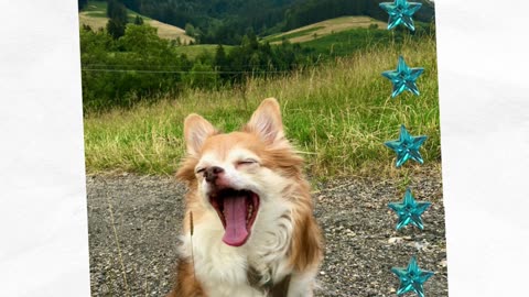 Move over, Mariah Carey! This Chihuahua just hit the high notes on a mountain top! 🎶⛰️