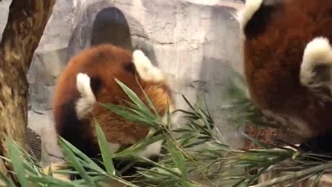 the red panda also takes bamboo leaves as its staple food! Apple is only a snack! (Introduction to p