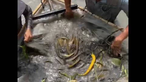 Amazing Giant Eel Fish Catching Technique