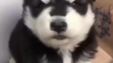 Baby husky howling! So cute!