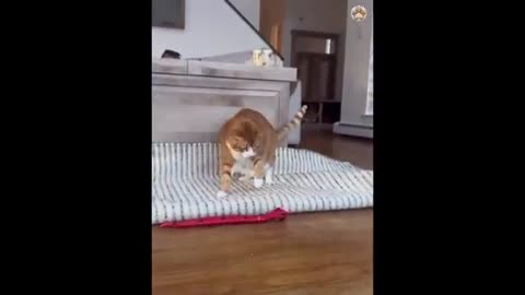 Funny cats