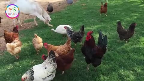 Funny Chicken Song And Dancing Rooster - Funny Chicken Dance (Official Video)