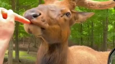 Cute dear eating a carrot