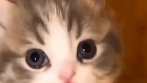 cute cats baby and funny cats video