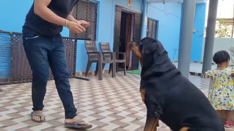 Dog training at home