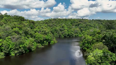 Amazonia's Spider Monkey Saga: A Rare Glimpse