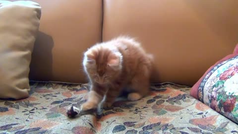 Adorable Kitten Plays with Plush Mouse Toy on Sofa