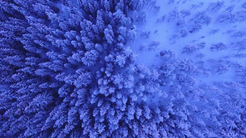 Aerial Wonderland: Purple Trees in Snow – Breathtaking Nature Scenery