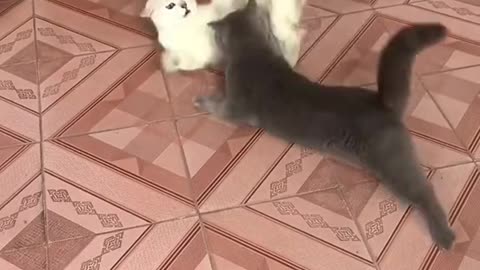 325_Wow 😮 #catfight #catsoftiktok #bluecat #catsvideo