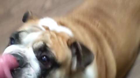 Does Your Dog Also Do This? Is Princess Awawa the English Bulldog Broken?