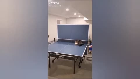 cat on cupboard