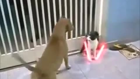 Cat vs Dog...See who is win 2023 with Masti club