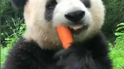 Panda is eating carrot very fast