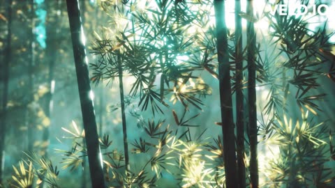 forest animation #view