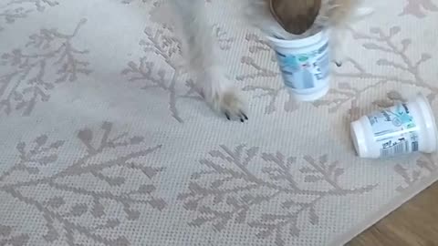 The dog eats from a cup!