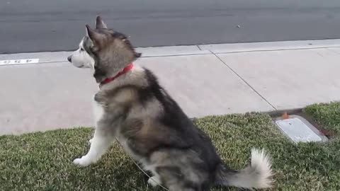 Dog says " Ice Cream" runs to truck!