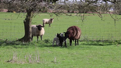 lamb and her little lambs