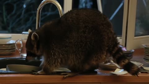 raccoon climbed into someone else's house and washed the dishes