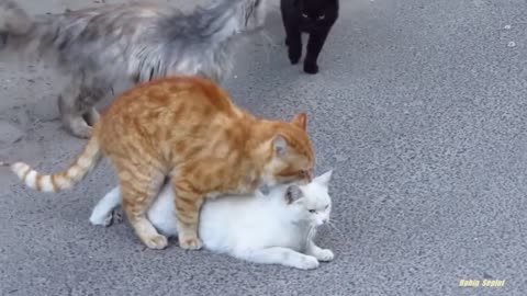 Cats Sex , Cats Sex