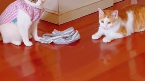 Mrs. Cat took off her husband's clothes and wouldn't let him go out