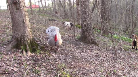 A walk through the woods