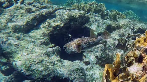 Spotted Porcupinefish