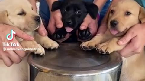 cute puppies playing drums