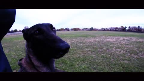 Dog traning with french commands demonstration