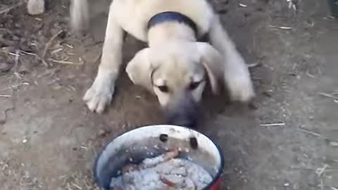 Great done Giant dog can't reach his food [hungry dog]